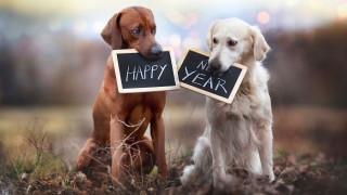 Dogs holding chalkboards happy new - free new year wallpaper for desktop