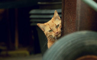 Cat peeking wall tire green - nearby free wallpaper