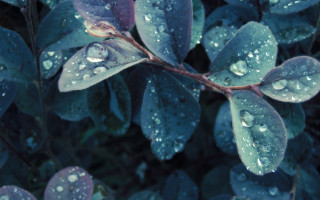 Green purple leaf water droplets 2 - a close up of a leaf free wallpaper