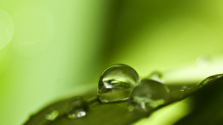 Leaf water drops macro green - a close up of a leaf free wallpaper