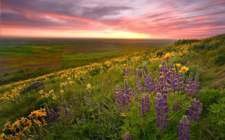 Sunset field flower scene nature - other flower free wallpaper