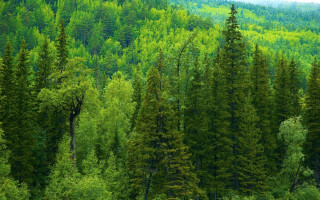 Green forest dappled sunlight nature - arkhip kuindzhi free wallpaper