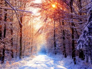 Snowy path forest sun trees - a matte painting free wallpaper