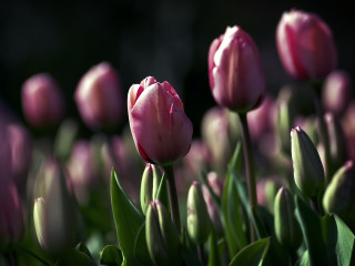 Pink flowers grass budding naturalism - the grass together free wallpaper