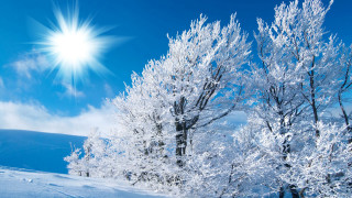 Sunny blue sky snow trees 2 - a bright sun in the background free wallpaper