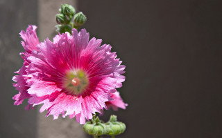 Pink flower green stems vase - green stem free wallpaper