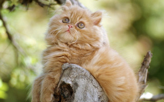 Kitten surprised statue glamor pose - top of a tree branch free wallpaper