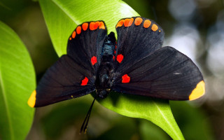 Black butterfly orange spots green - its wing free wallpaper