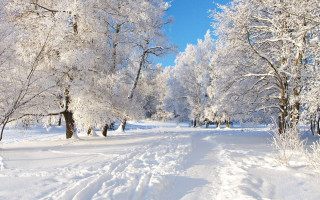 Snowy path forest trees blue - a matte painting free wallpaper