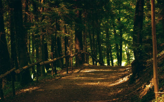 Forest path fence bench city - a fence and trees free wallpaper