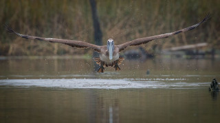 Bird landing water night sky - over the water free wallpaper