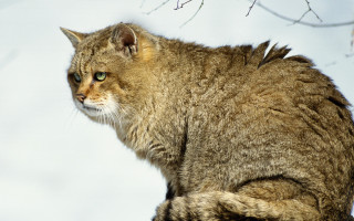 Cat sitting on branch snowy - sharp claw free wallpaper
