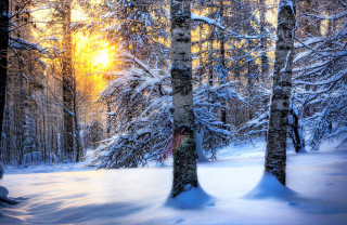Snowy forest trees sunshine winter - the ground free wallpaper