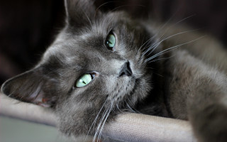 Black cat green eyes laying 6 - green eye free wallpaper