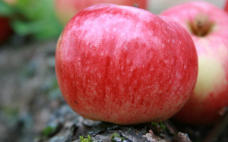 Apples tree stump harvest vibrant - the background in the background free wallpaper