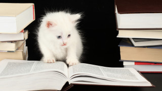 White cat standing on books - a book free wallpaper