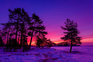Sunset snow trees purple sky - a purple sky in the background free wallpaper