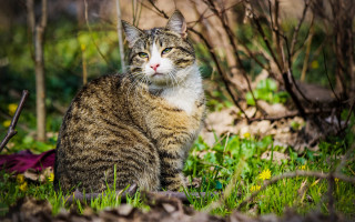 Sad cat in grass carlos - a sad look free wallpaper