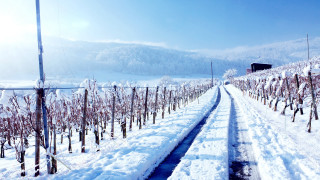 Snowy road trees building winter - a bunch of trees free wallpaper