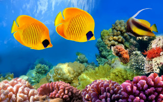 Yellow fish coral reef ocean - ernst haeckel free wallpaper