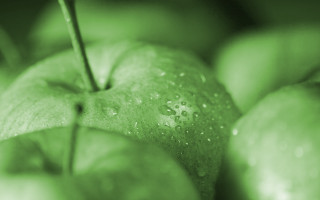 Green apple water droplets blurry - a green apple free wallpaper
