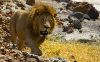 Lion rocky hillside grass water - the background and a body of water free wallpaper