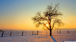 Tree snow sunset fence field - a field in the background free wallpaper