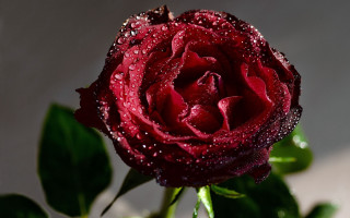 Red rose water droplets gothic 6 - rich free wallpaper