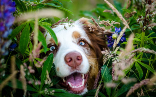 Dog tongue out blurry illusion - optical free wallpaper