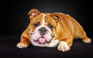 Brown white dog black floor - a tongue free wallpaper