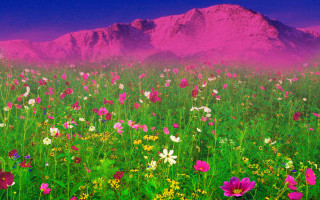 Flower field mountain pink sky - a field of flowers free wallpaper