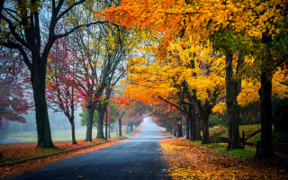 Autumn leaves bench road trees - the side of the road free wallpaper