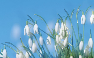 White flowers green stems blue - a small bird free wallpaper