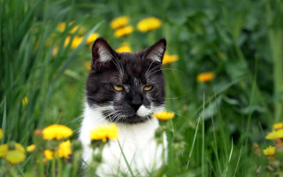 Black and white cat flower - cat free wallpaper