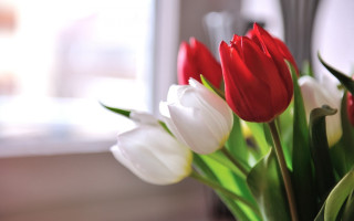 Vase red white flowers table - a vase free wallpaper