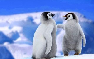 Penguins snowy hill mountains touching - two penguin free wallpaper