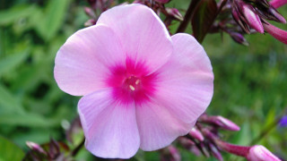 Pink flower green leaves bokeh 4 - digital photography free wallpaper