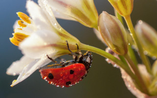 Ladybug flower water droplets macro - water droplet free wallpaper