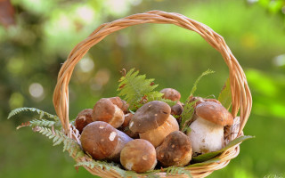 Mushroom basket forest leaves autumn - a forest floor free wallpaper