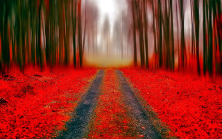 Red forest road autumn leaves 2 - tree and grass free wallpaper
