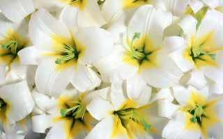 White flowers yellow centers green 4 - yellow center free wallpaper