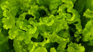Green leafy plant macro nature - carpoforo tencalla free wallpaper