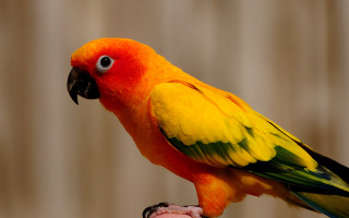 Colorful bird perched hand wooden - chica macnab free wallpaper