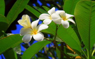 White flowers blooming green leaves - derek chittock free wallpaper