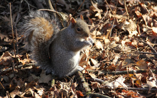 Squirrel leaves smiling camera shallow - a squirrel free wallpaper
