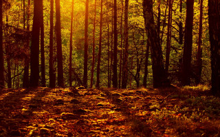 Forest sunshine leaves matte painting - the ground and the sun free wallpaper
