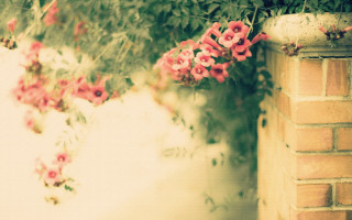 Brick wall pink flowers outdoors - canon 5 0 mm free wallpaper