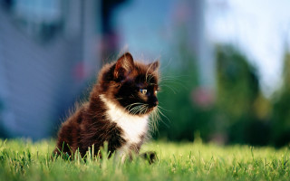 Kitten grass impressionist building outdoors - a small kitten free wallpaper