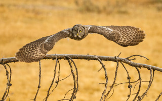 Bird flying over branch field - dry free wallpaper