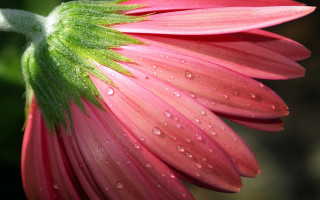 Pink flower water droplets macro 19 - petal free wallpaper